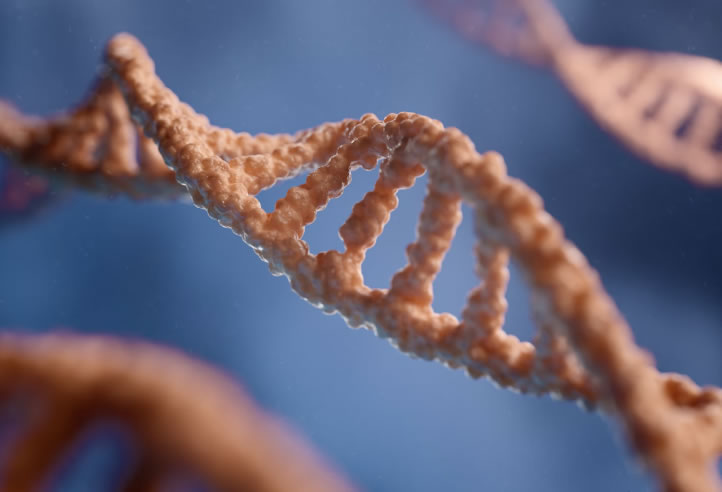 動(dòng)物用基因工程抗體