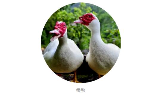 水禽課堂丨番鴨細(xì)小病毒病你了解多少？