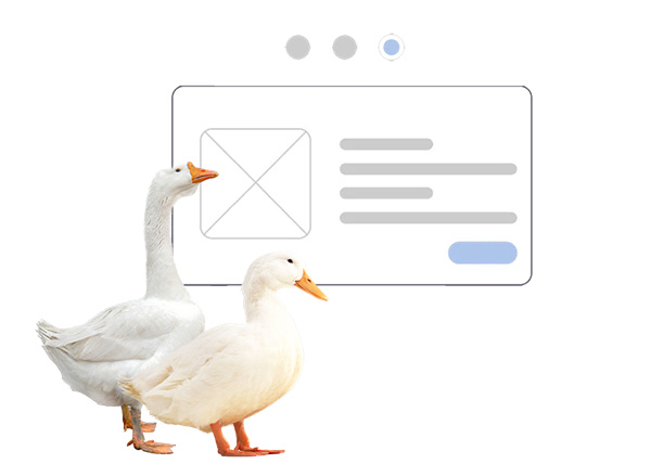 水禽課堂丨小鵝瘟的防治措施